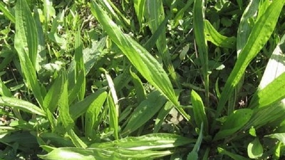 Sinir otunun faydaları nelerdir?