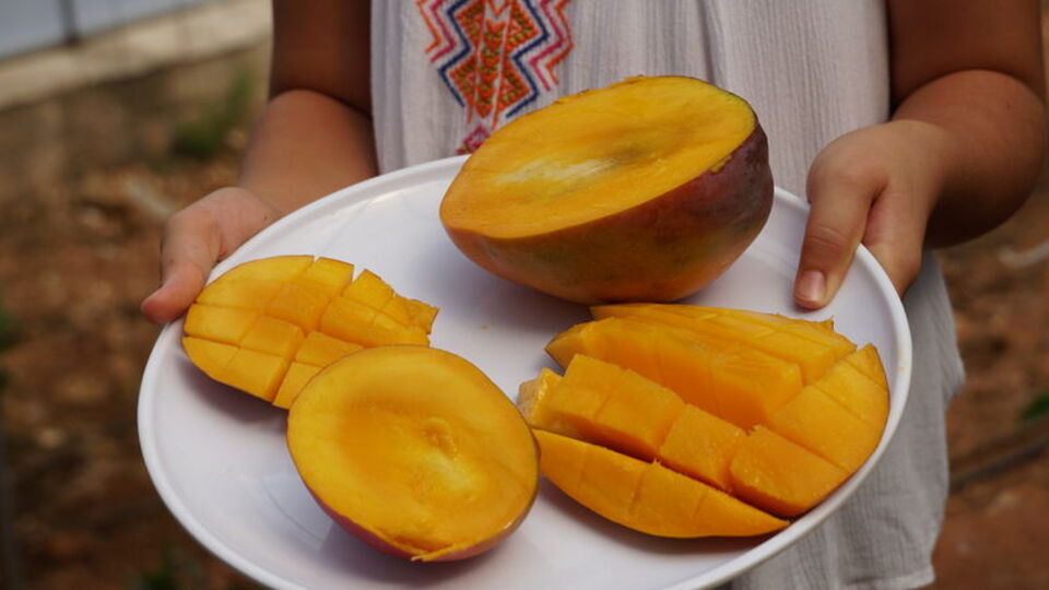 Mangonun faydaları nelerdir?
