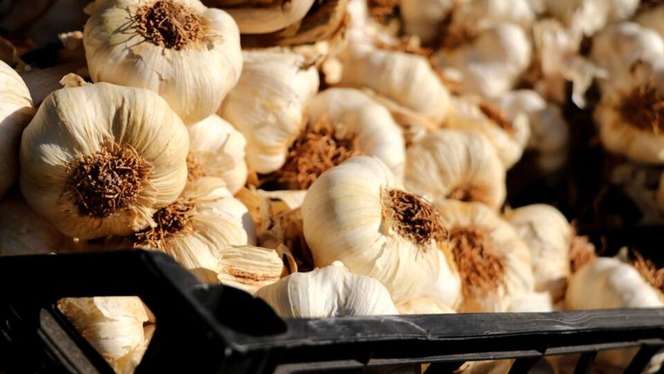 Sarımsağın faydaları nelerdir?