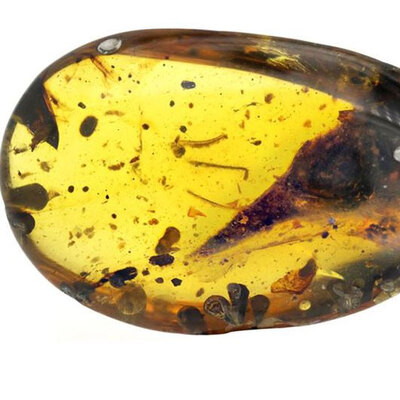 Müthiş keşif! 99 milyon yıllık kehribarın içinde...