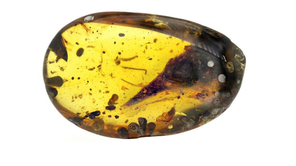 Müthiş keşif! 99 milyon yıllık kehribarın içinde...