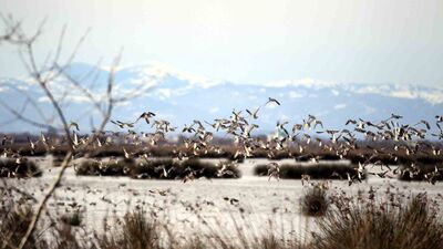 Kızılırmak Deltası ile ilgili sevindiren gelişme!