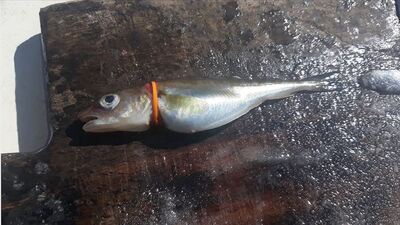 Plastik tehdidi altındalar