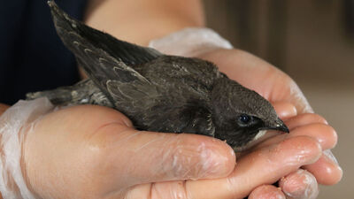 Ebabil kuşu hikayesi nedir?