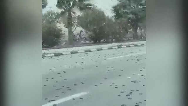 Dünyanın gündeminde: Çekirge istilası