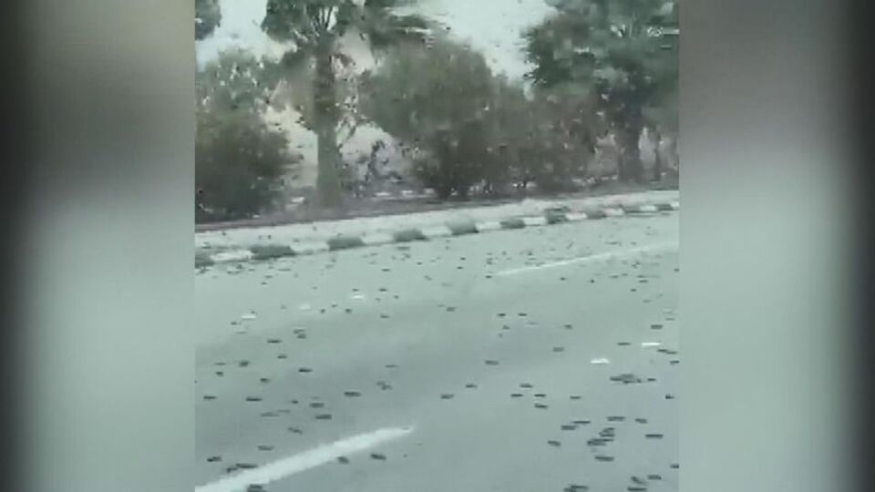 Dünyanın gündeminde: Çekirge istilası