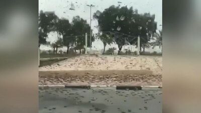 Merak ediliyor: Çekirge istilası nerede?