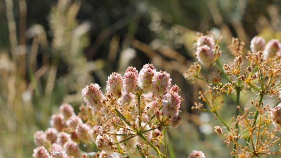 Dünyada sadece Mamak'ta yetişiyor