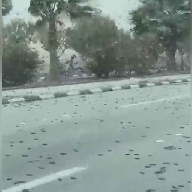 Korkutan istila: Çekirgeler...