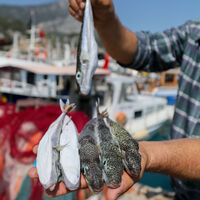 Sevindiren uygulama! Kuyruğunu getir, parayı götür