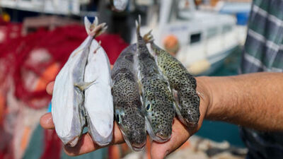 Sevindiren uygulama! Kuyruğunu getir, parayı götür