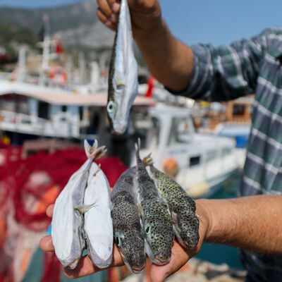 Sevindiren uygulama! Kuyruğunu getir, parayı götür