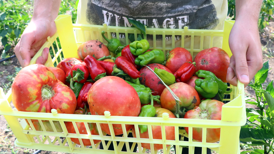 Domates ve biber sırtladı