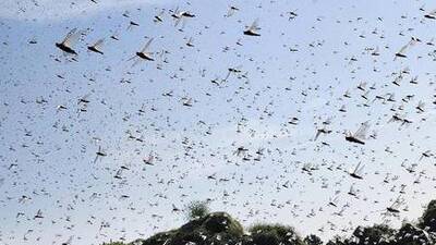 Çekirge istilası nerede?