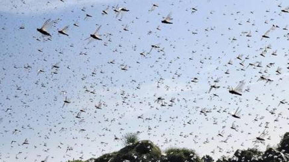 Çekirge istilası nerede?