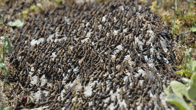 'Çekirge istilası' hakkında çarpıcı açıklama!