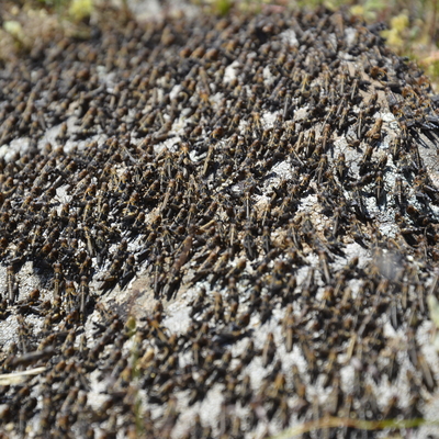 'Çekirge istilası' hakkında çarpıcı açıklama!