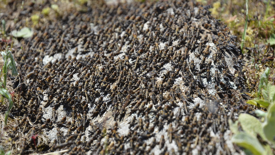 'Çekirge istilası' hakkında çarpıcı açıklama!