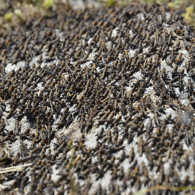 'Çekirge istilası' için flaş açıklama