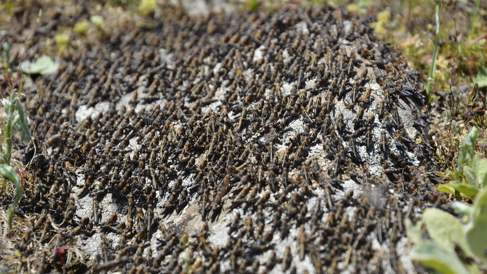 'Çekirge istilası' için flaş açıklama