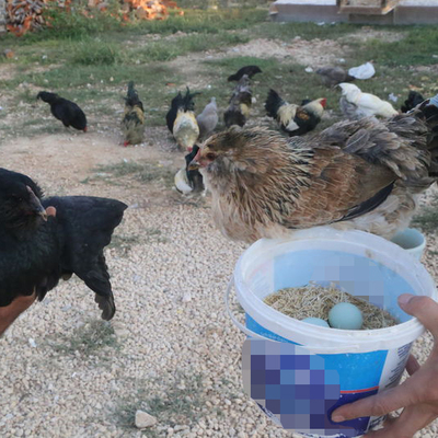 Görenleri şaşırtan yumurta!