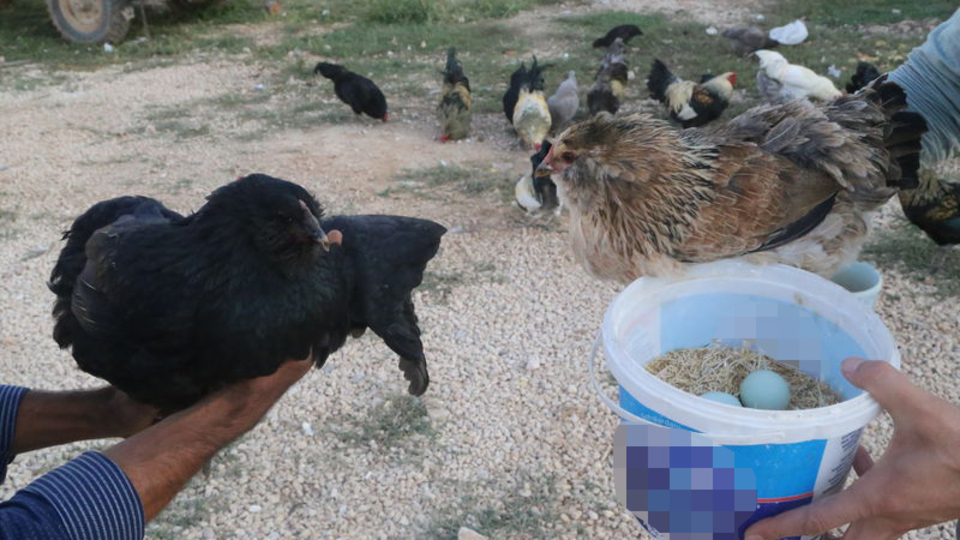 Görenleri şaşırtan yumurta!