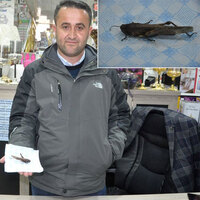 İran'ı istila eden çekirge Türkiye'de görüldü!