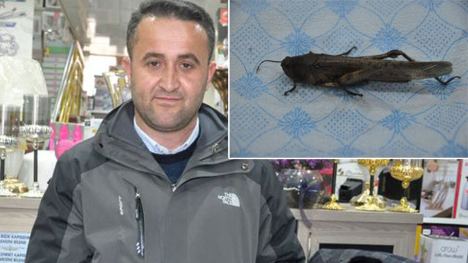İran'ı istila eden çekirge Türkiye'de görüldü!
