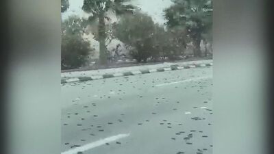 Çekirge istilası Türkiye'ye gelir mi?