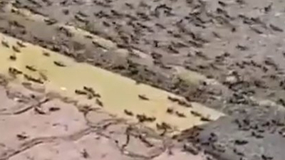 Çekirge istilasının ardından karınca istilası!