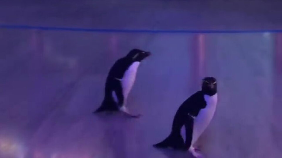 Korona nedeniyle kapatılmıştı... Penguenler geziniyor!