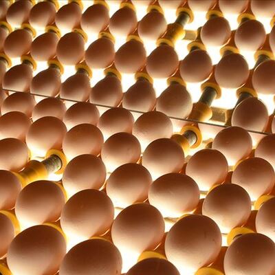 Yumurta üreticilerinden mesaj! Günlük 100 milyon tüketilse...