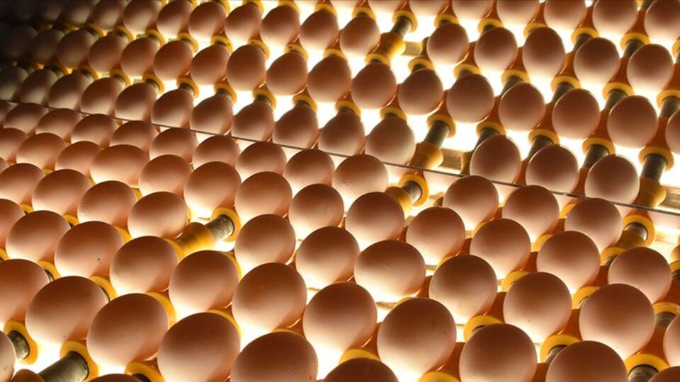 Yumurta üreticilerinden mesaj! Günlük 100 milyon tüketilse...