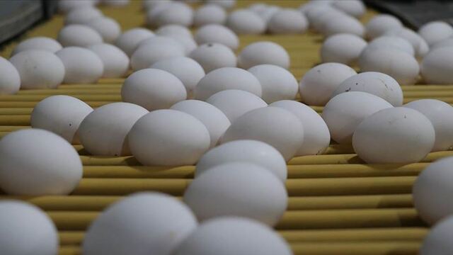 Körfez ülkelerine aylık 4 milyon dolarlık yumurta ihracatı