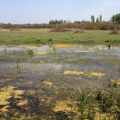 "Tarımda bile kullanılması sakıncalı" Çürüdü...