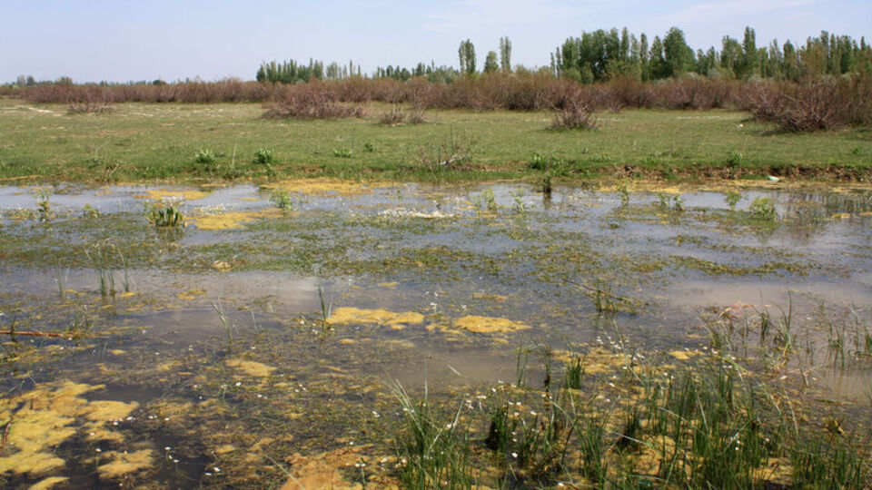 "Tarımda bile kullanılması sakıncalı" Çürüdü...