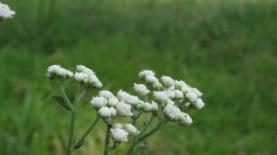 Kinin nedir? Koronavirüs ilacı mı?