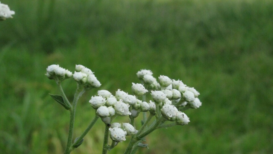 Kinin nedir? Koronavirüs ilacı mı?