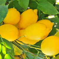 Koronavirüs talebi artırdı! Dalında 2 TL'ydi uçtu!