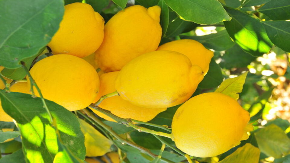 Koronavirüs talebi artırdı! Dalında 2 TL'ydi uçtu!