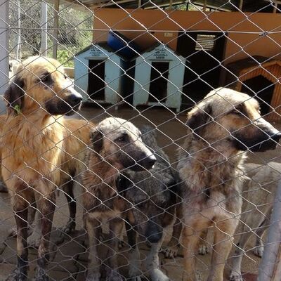 Hayvan barınağında vahşet!