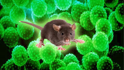 Hantavirüs nedir, belirtileri nelerdir?