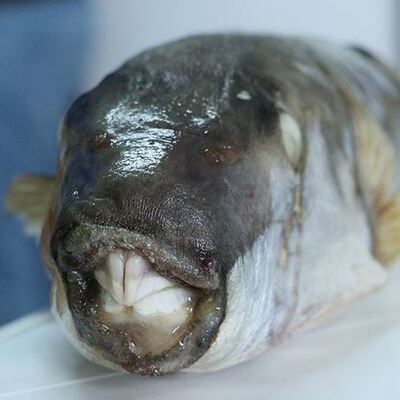 Bu balığın avlanma yasağı kaldırıldı