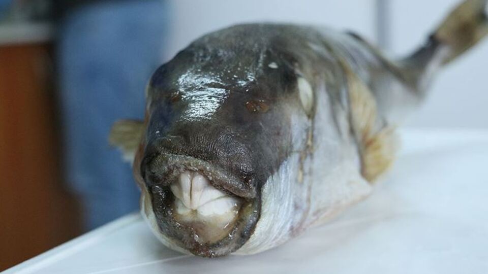 Bu balığın avlanma yasağı kaldırıldı