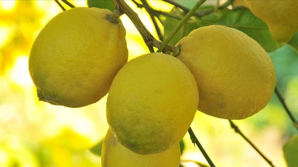 Limona talep arttı
