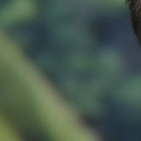 Bolsonaro'dan salgını hafife alan açıklamalar