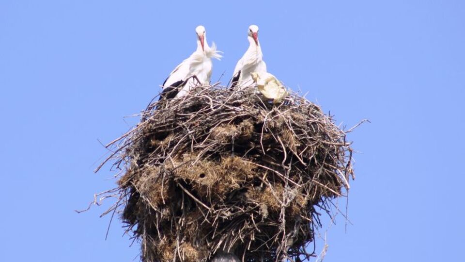40 yıldır onlara ev sahipliği yapıyor