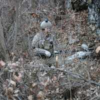 Mardin'de PKK/PYD'li 2 terörist tutuklandı!