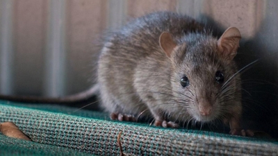 Hantavirüs nedir? İkinci Corona mı?