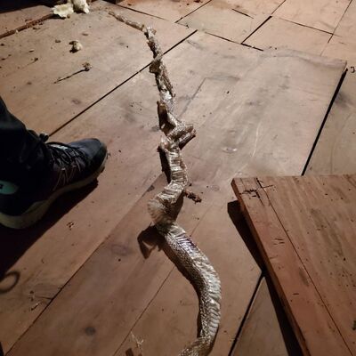 Korona günlerinin talihsizleri!